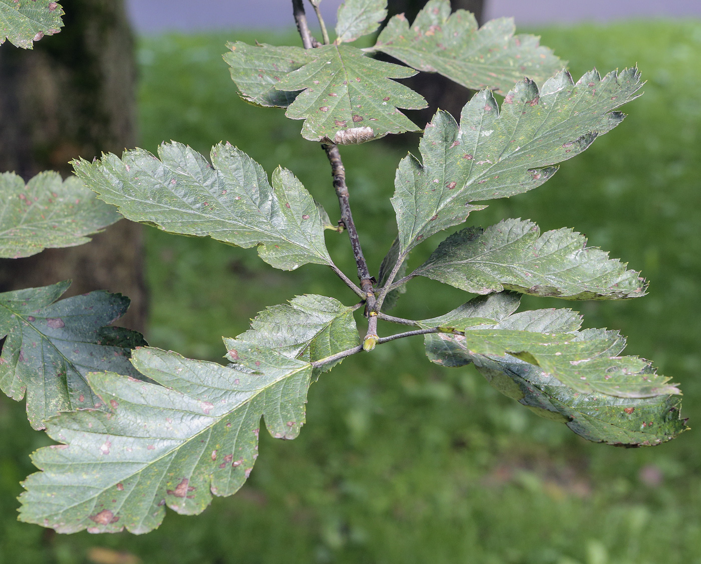 Изображение особи Sorbus hybrida.