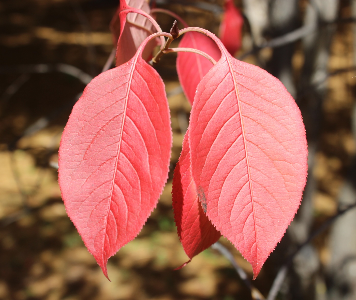 Image of Viburnum prunifolium specimen.