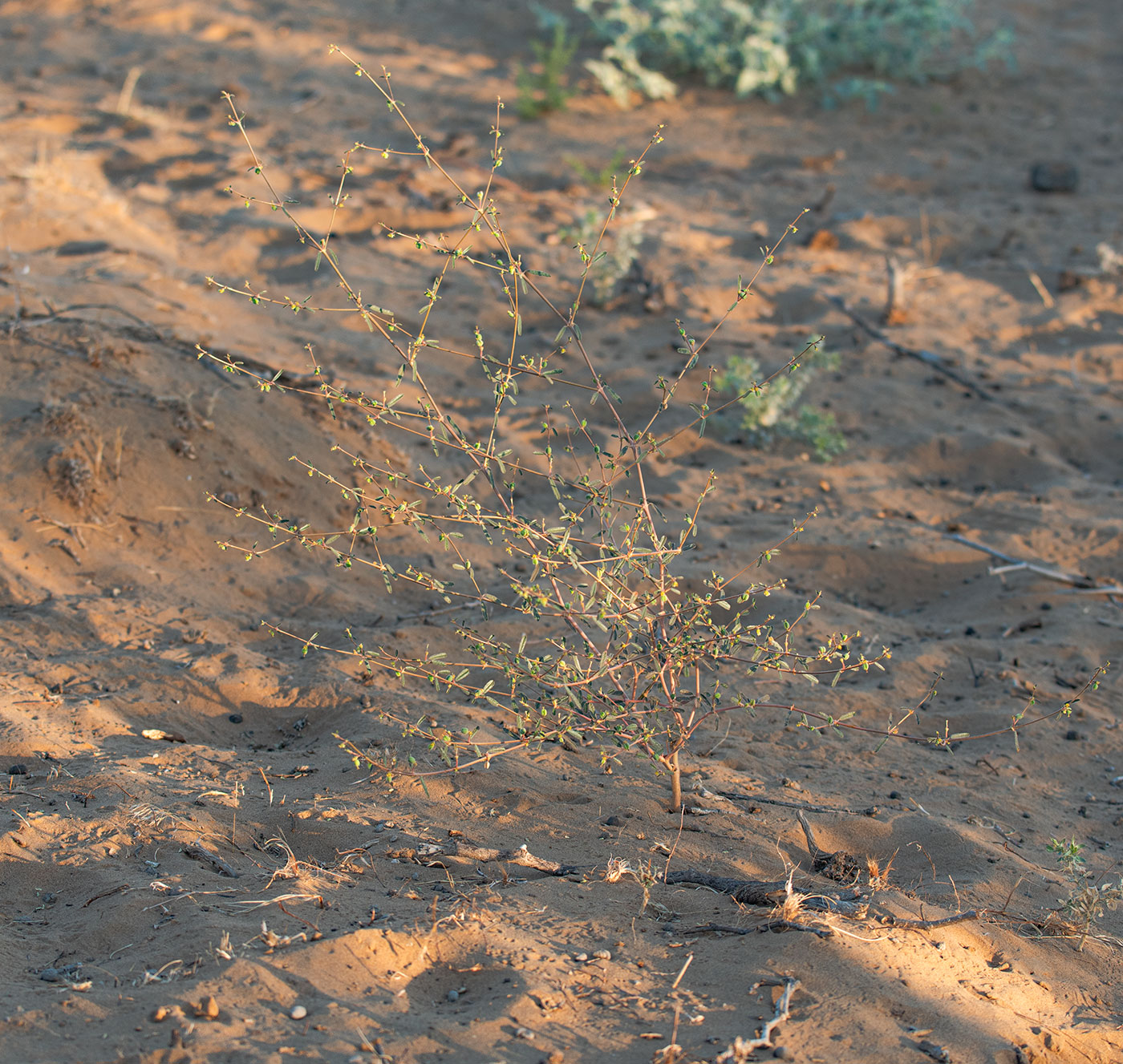 Image of genus Euphorbia specimen.