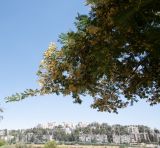 Vachellia sieberiana