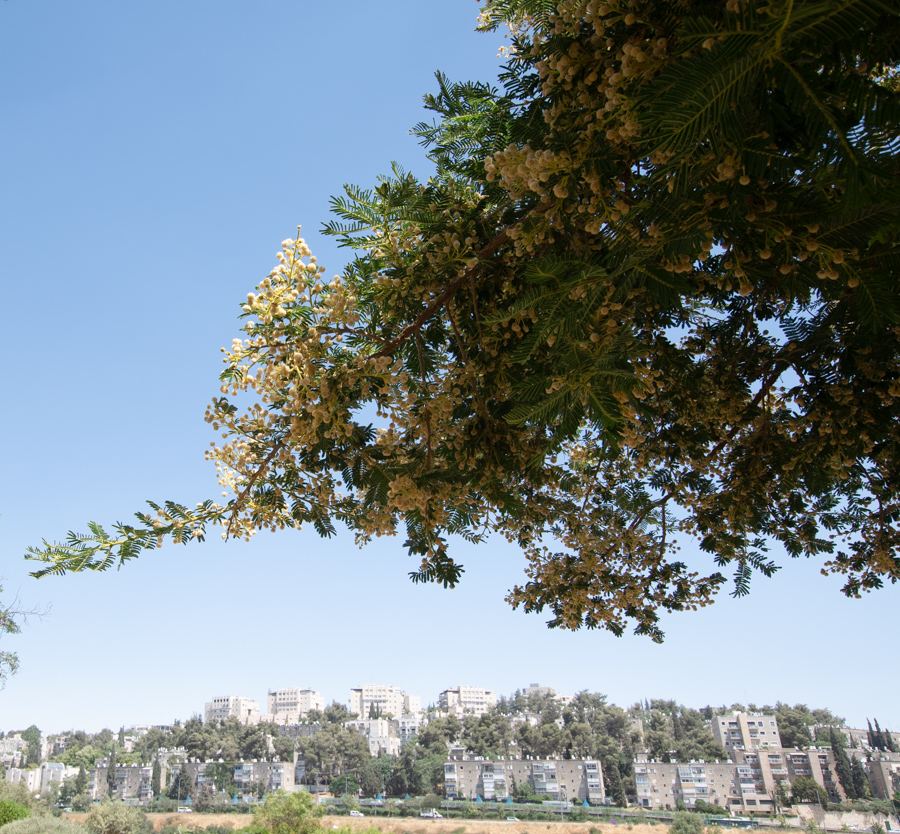 Изображение особи Vachellia sieberiana.