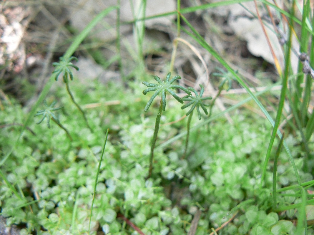 Изображение особи Marchantia polymorpha.