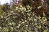 Callistemon pallidus