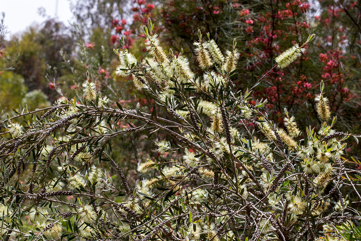 Изображение особи Callistemon pallidus.