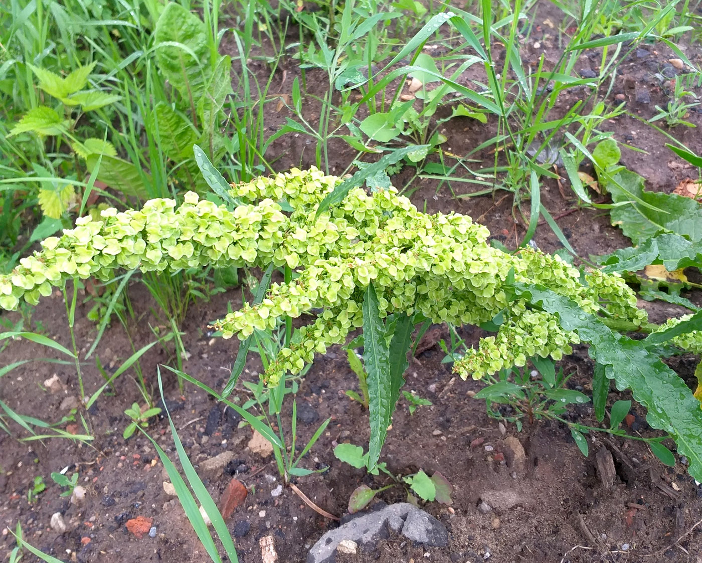 Изображение особи Rumex longifolius.