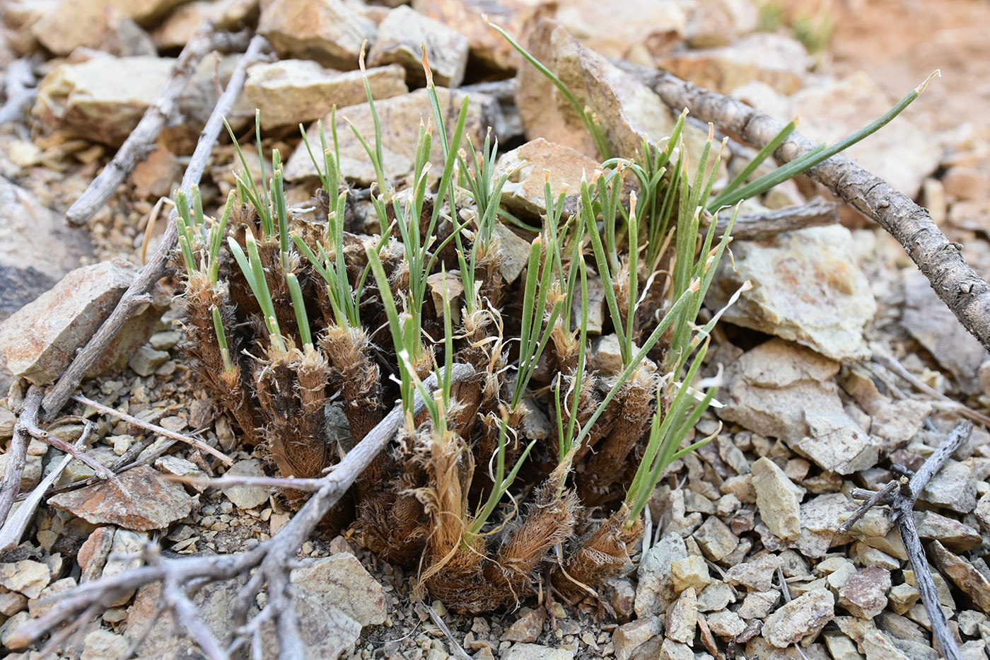 Изображение особи Allium oreoprasum.