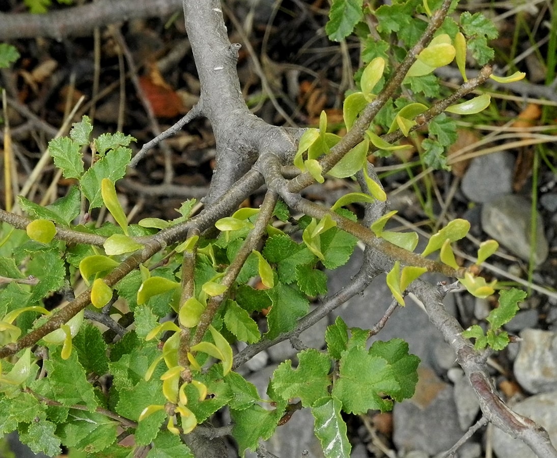 Image of Misodendrum quadriflorum specimen.