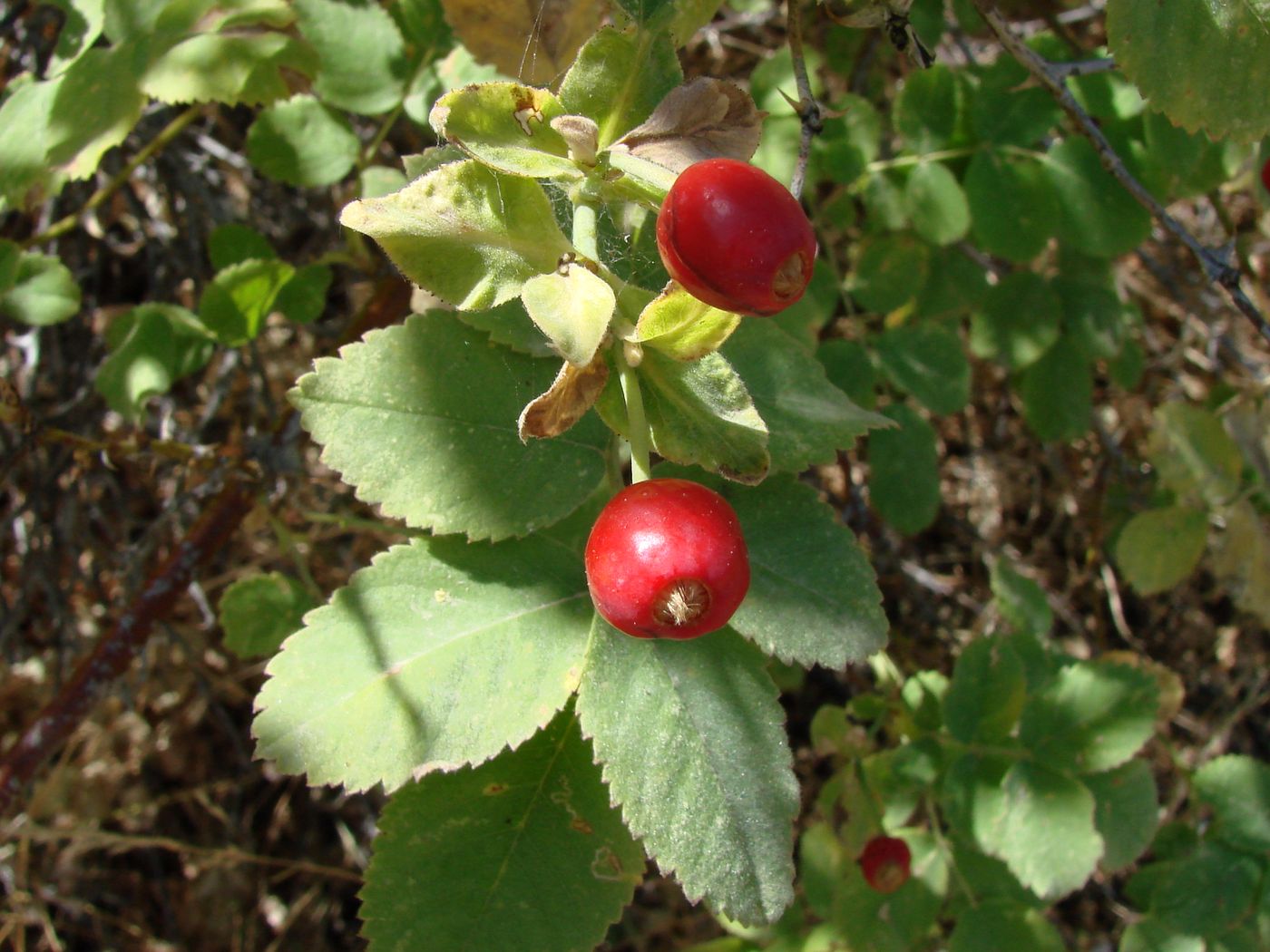 Image of Rosa beggeriana specimen.