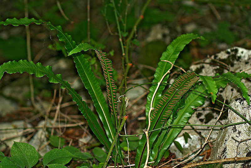 Изображение особи Phyllitis scolopendrium.