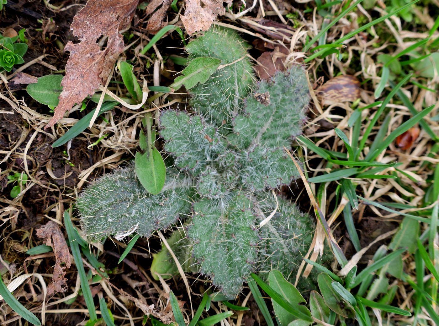 Изображение особи Cirsium vulgare.