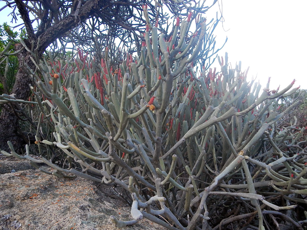 Image of Euphorbia xylophylloides specimen.