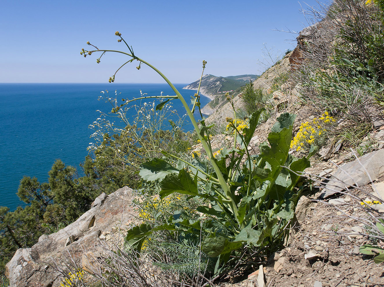 Image of Crambe koktebelica specimen.