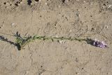 genus Polygala. Цветущее растение. Республика Ингушетия, Джейрахский р-н, окр. ур. Ний, высота 1760 м н.у.м, луг. 20 июня 2022 г.