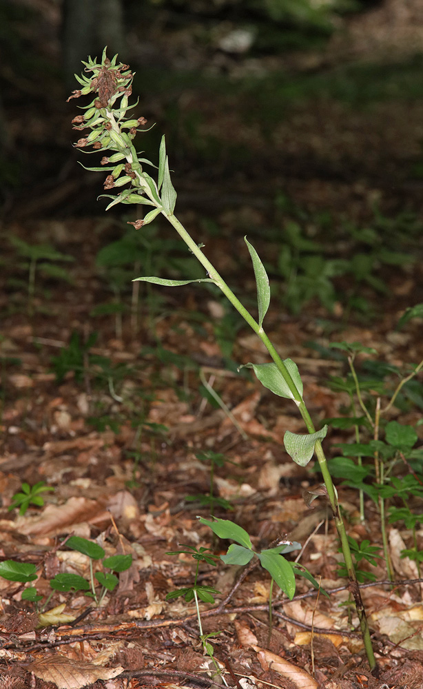 Image of Epipactis krymmontana specimen.