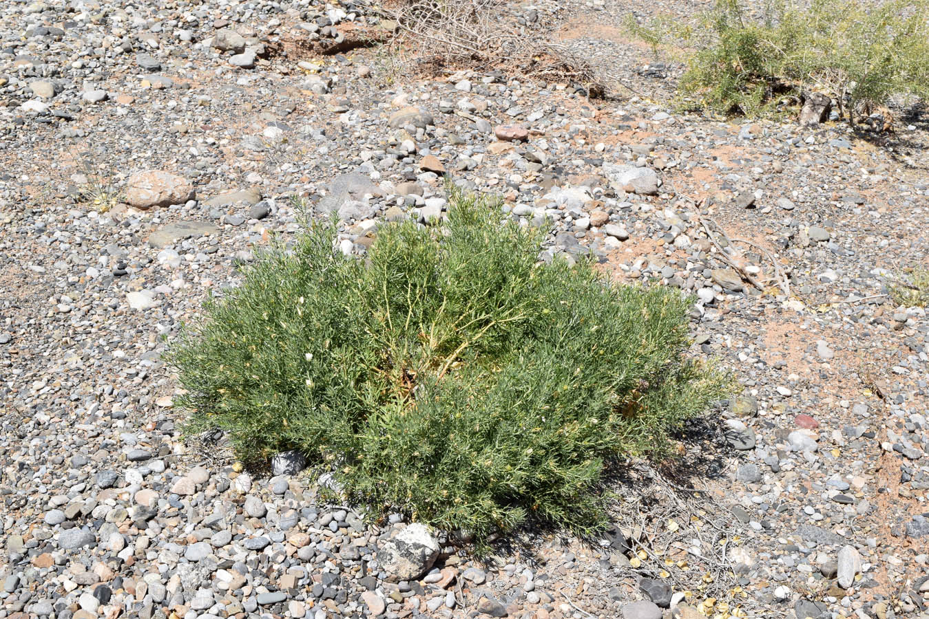 Image of Peganum harmala specimen.