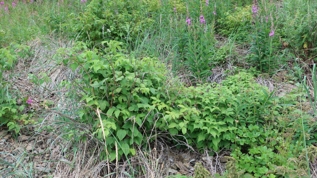 Изображение особи Rubus matsumuranus.