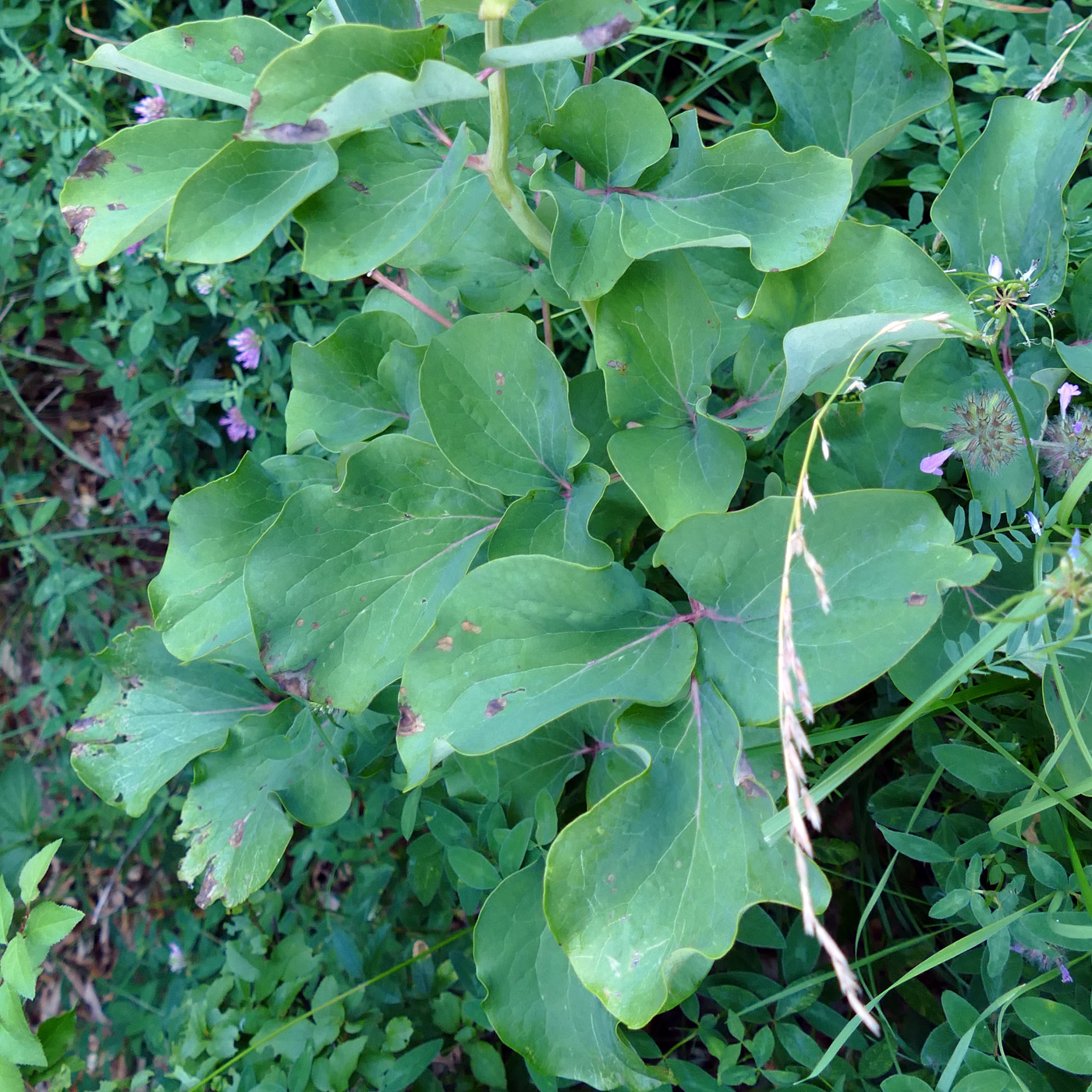 Image of Paeonia daurica specimen.