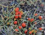 Ephedra fedtschenkoae