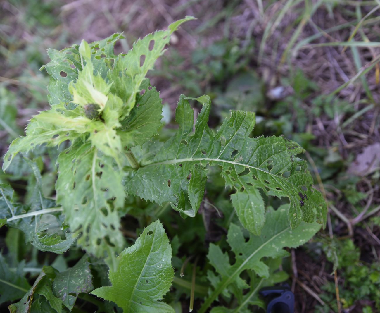 Изображение особи Cirsium oleraceum.