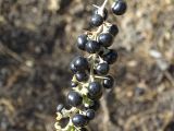 Lycium ruthenicum