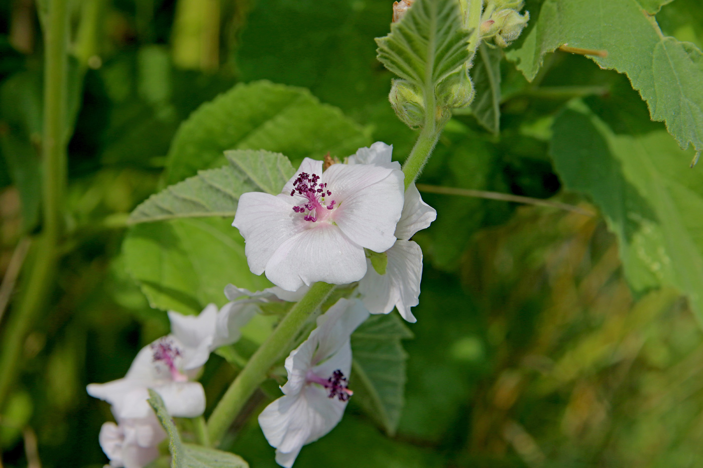 Изображение особи Althaea officinalis.