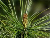 Pinus sibirica. Молодой побег и прошлогодняя хвоя. Московская обл., Раменский р-н, окр. дер. Хрипань, садовый участок. 26.05.2022.