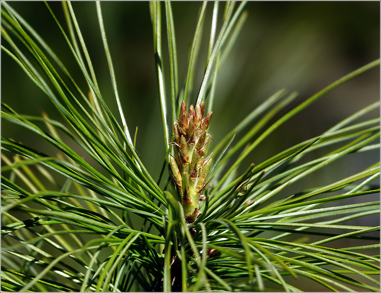 Изображение особи Pinus sibirica.