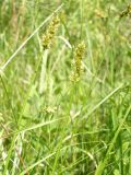 Carex otrubae