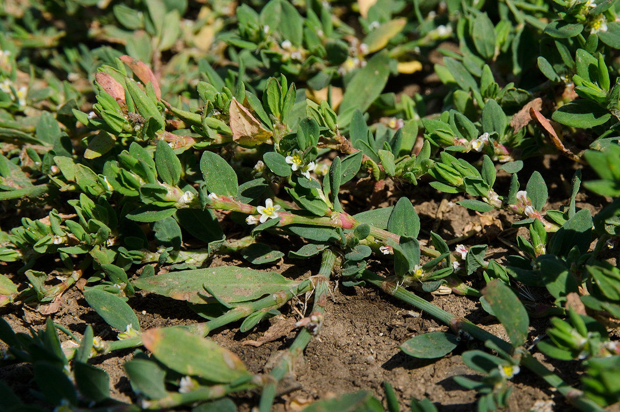 Изображение особи род Polygonum.