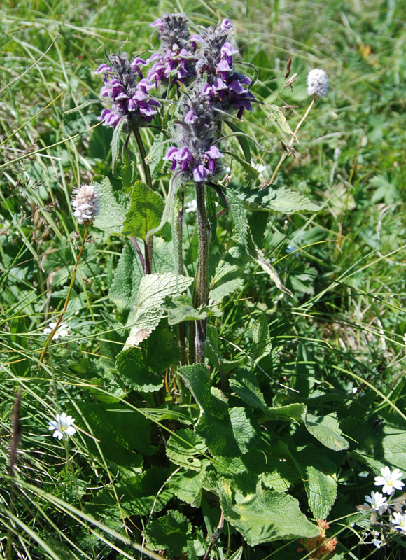 Изображение особи Phlomoides alpina.