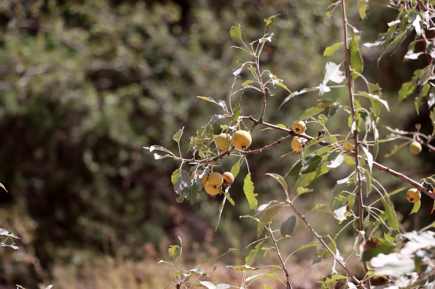 Изображение особи Pyrus korshinskyi.