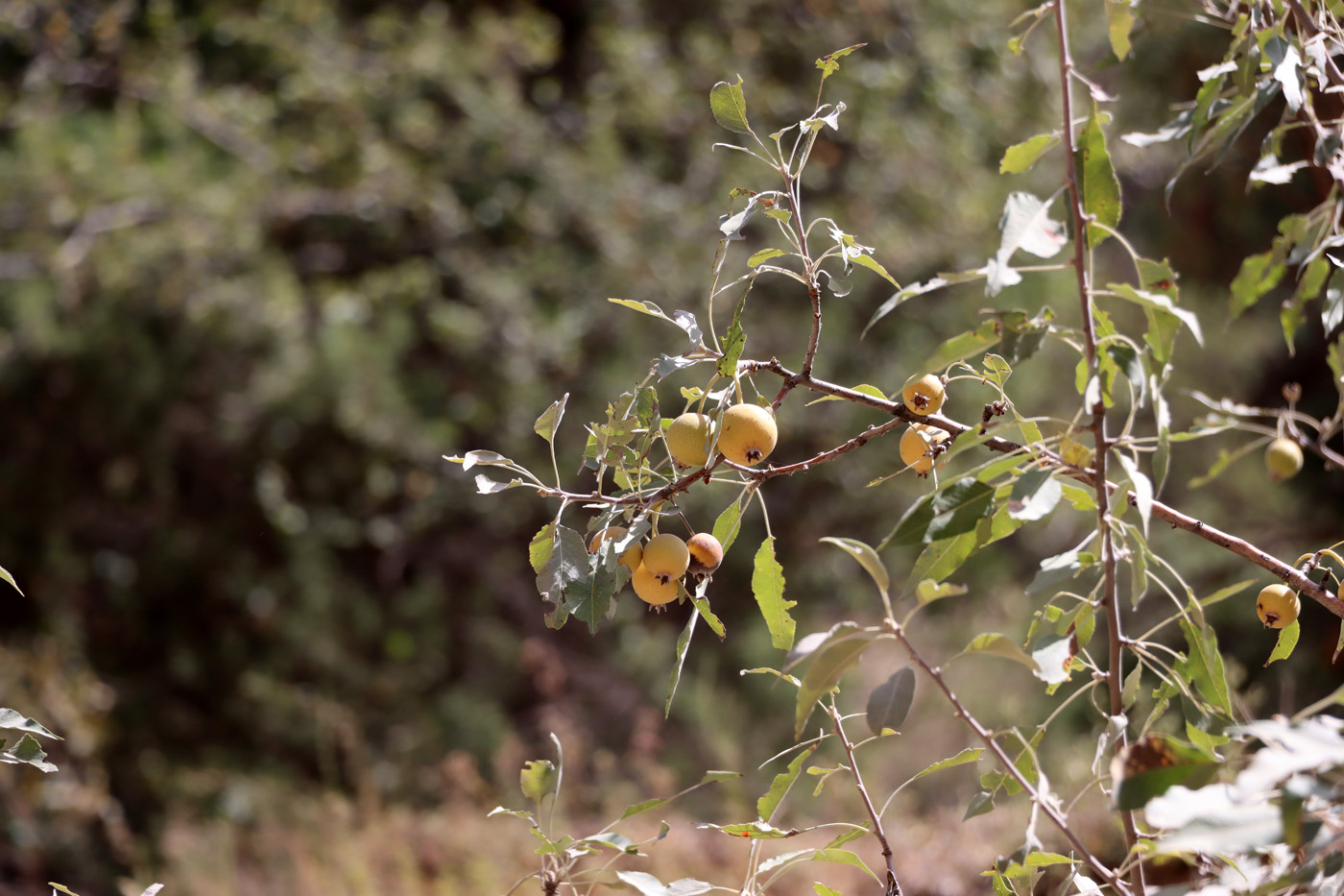 Изображение особи Pyrus korshinskyi.