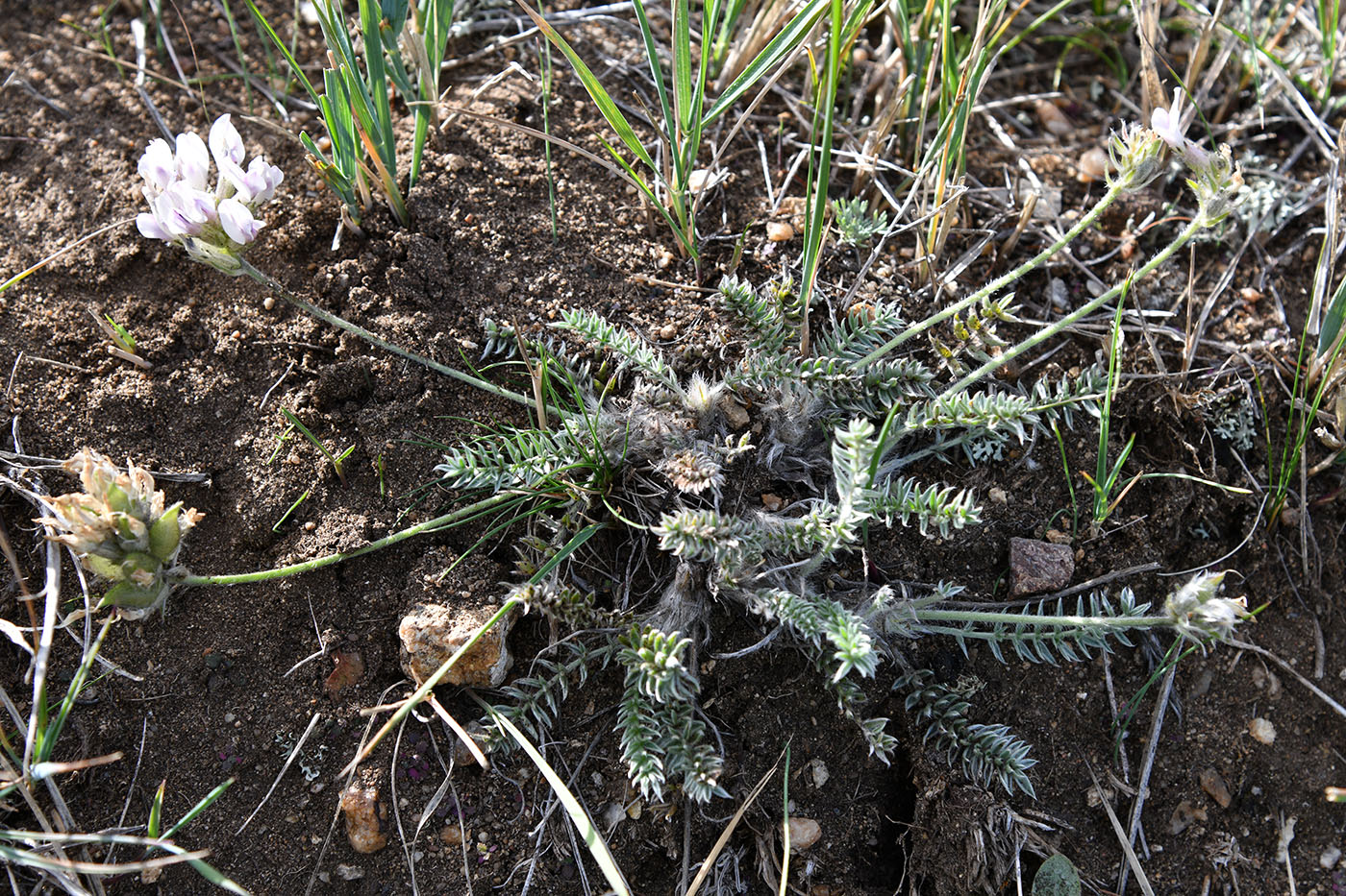 Image of Oxytropis turczaninovii specimen.