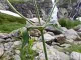 Knautia involucrata. Средняя часть стебля с листьями и основаниями пазушных генеративных побегов. Карачаево-Черкесия, Урупский р-н, Кавказский биосферный заповедник, Имеретинское ущелье, ≈ 2300 м н.у.м., скалы под Верхним Имеретинским водопадом, нагромождение камней. 28.07.2022.