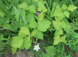 Rubus caesius