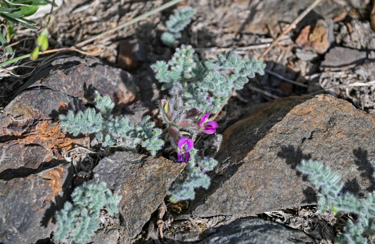 Изображение особи Oxytropis leptophysa.