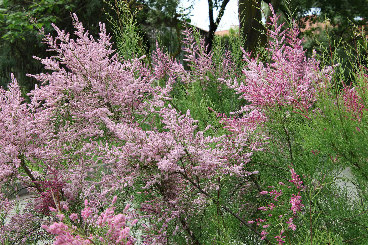 Image of Tamarix ramosissima specimen.