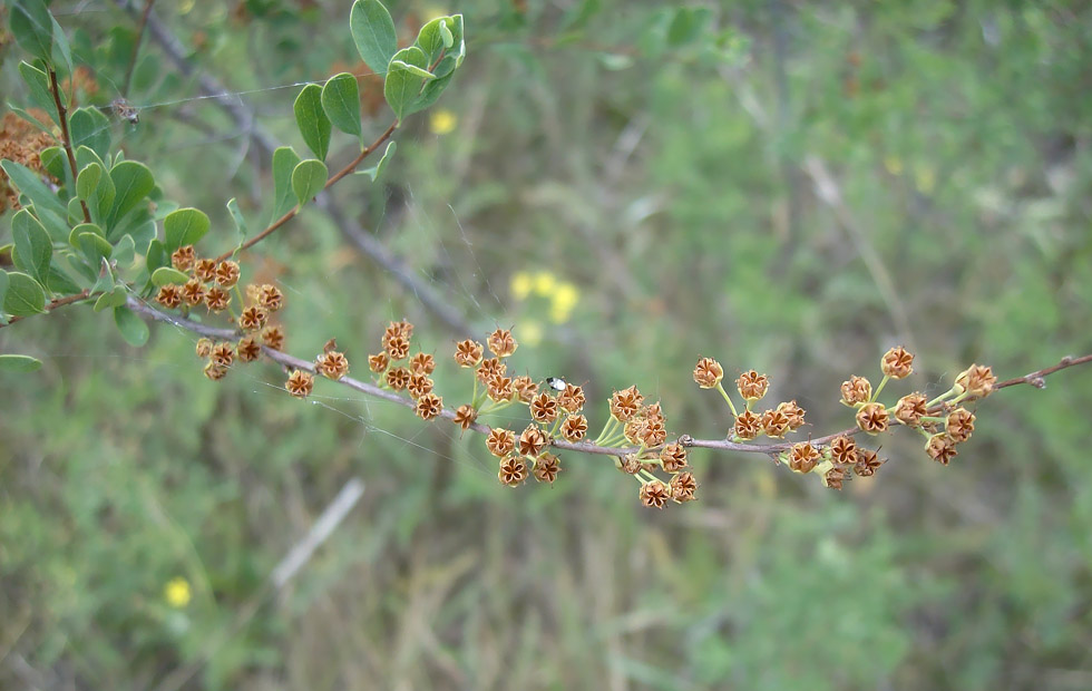 Изображение особи Spiraea hypericifolia.