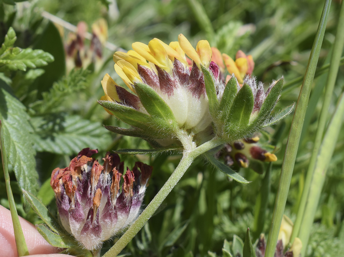 Image of Anthyllis vulneraria specimen.