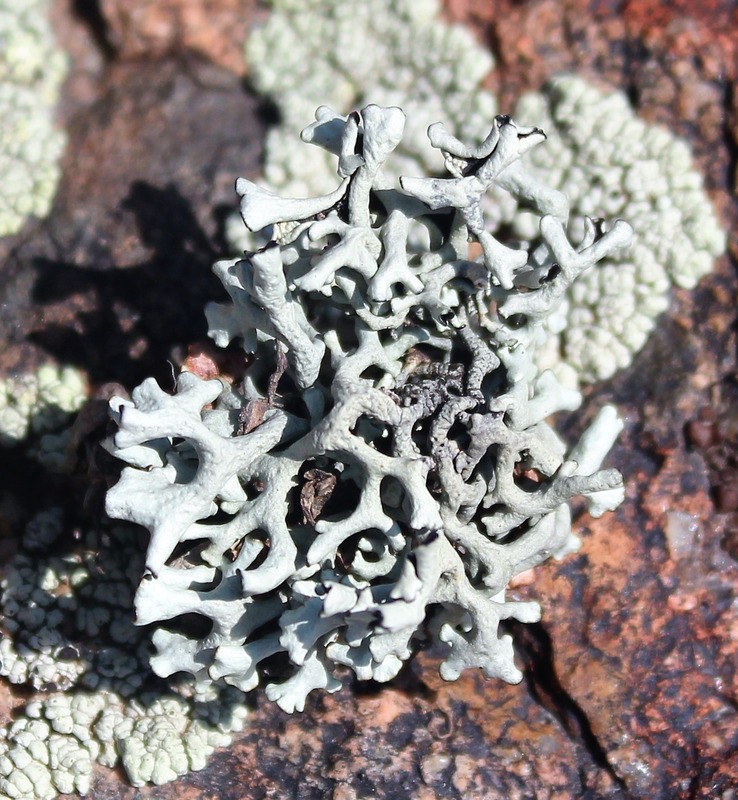 Изображение особи Xanthoparmelia vagans.