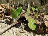 Asarum europaeum