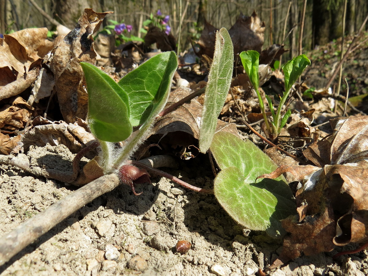 Изображение особи Asarum europaeum.