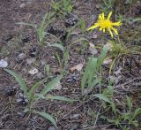 Scorzonera glabra