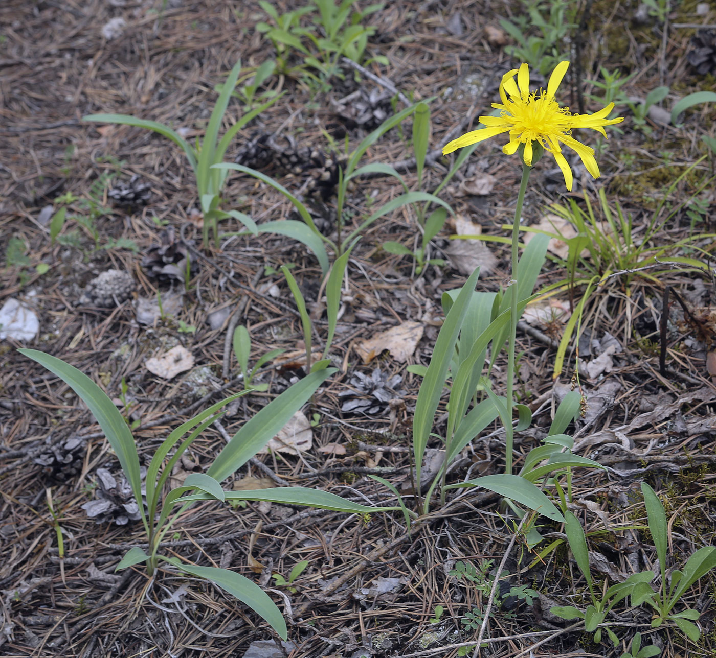 Изображение особи Scorzonera glabra.