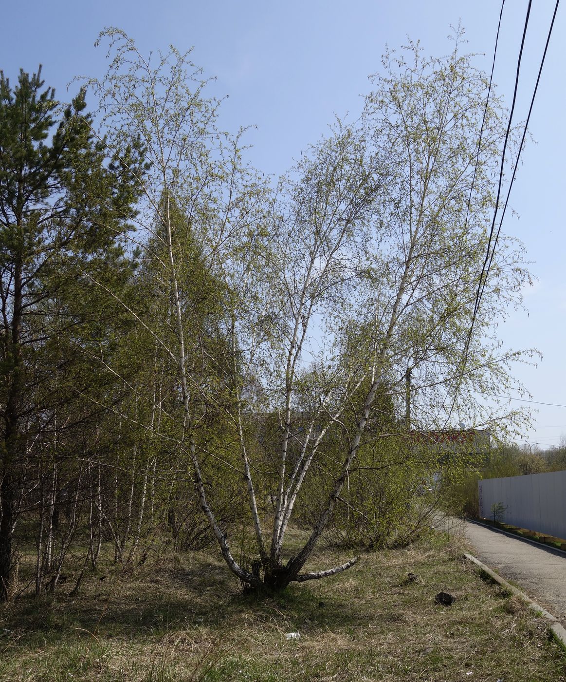 Изображение особи Betula platyphylla.