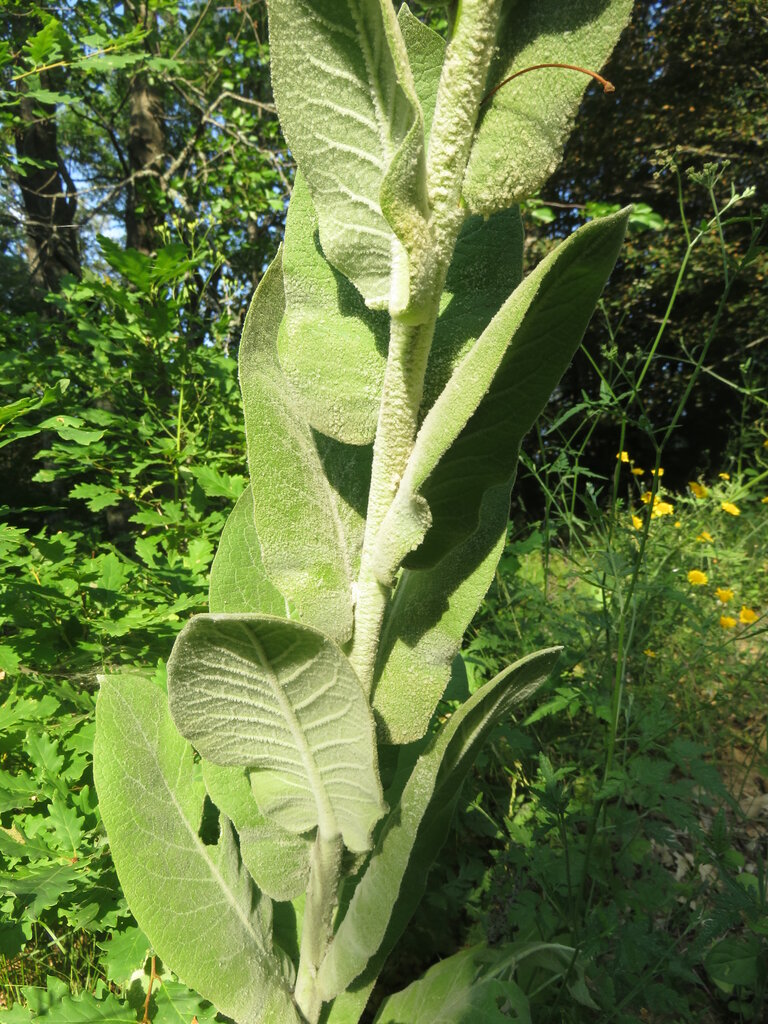 Image of Verbascum lagurus specimen.