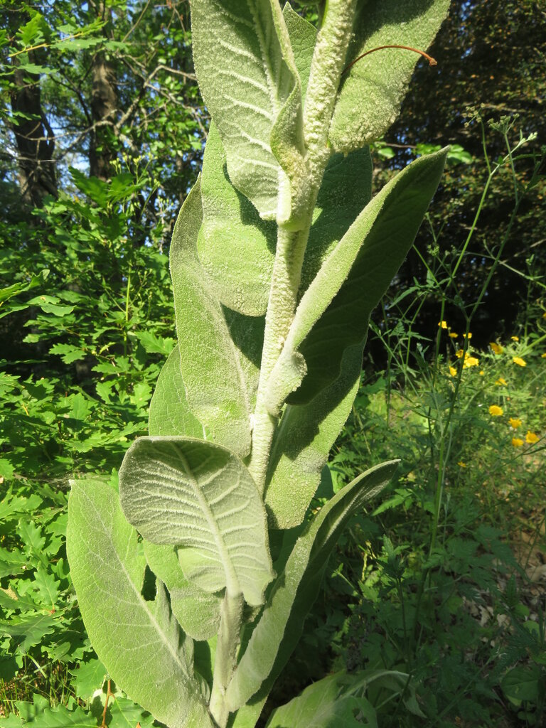 Изображение особи Verbascum lagurus.