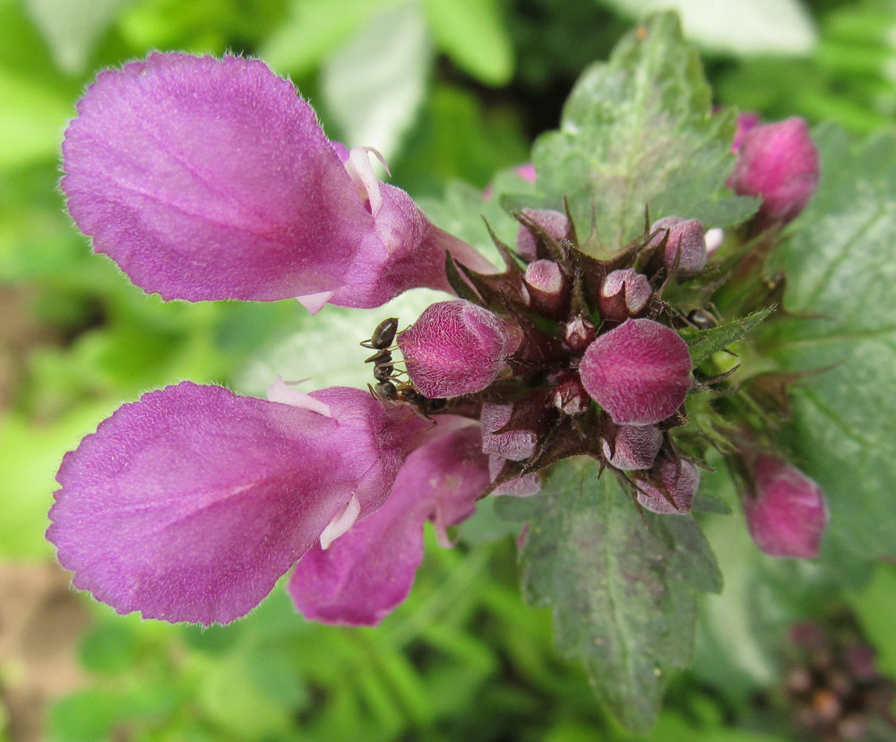 Изображение особи Lamium purpureum.