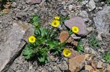 Ranunculus songaricus