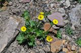 Ranunculus songaricus